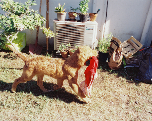 chiot qui vole un caleçon
